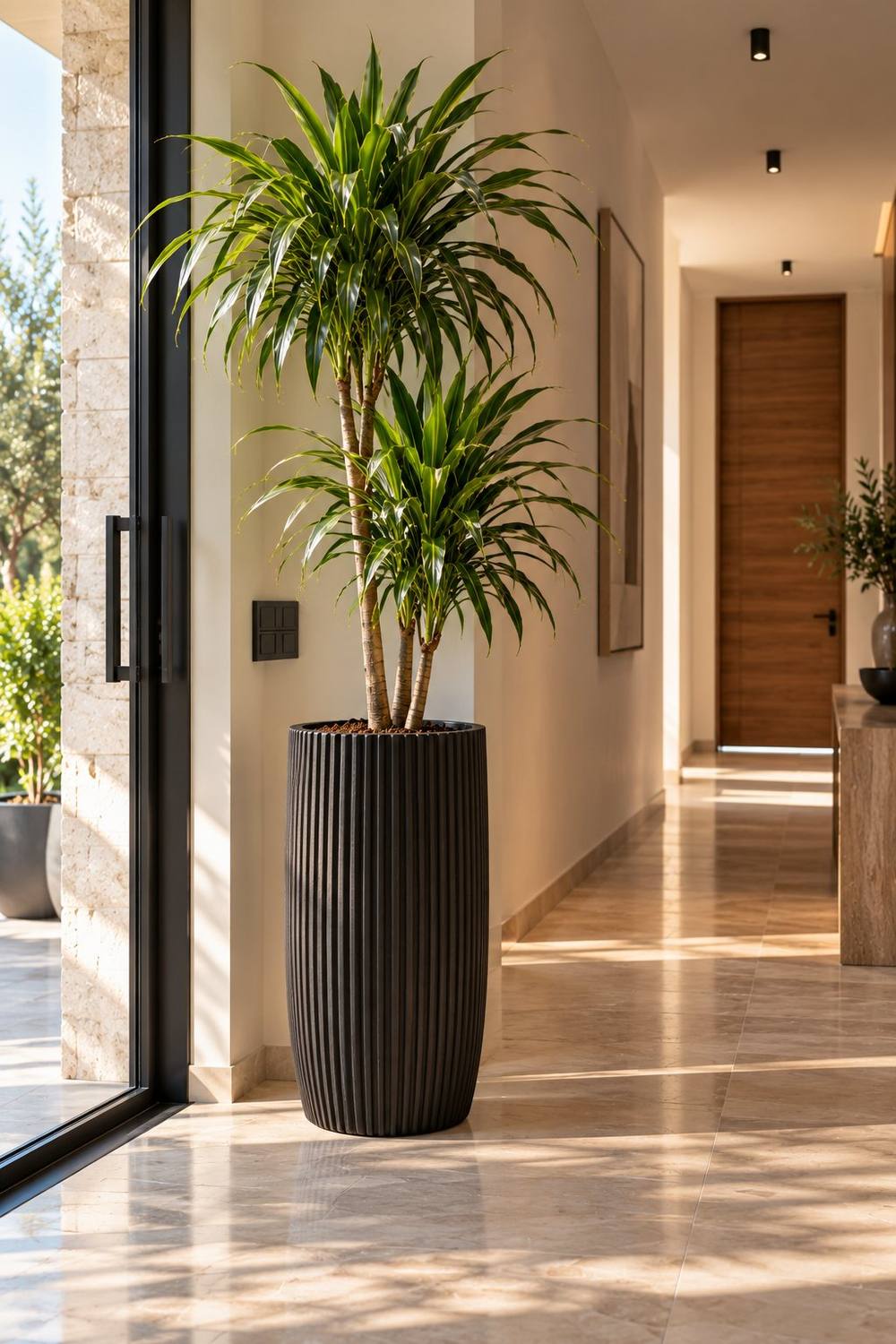 Dracaena u visokoj crnoj dizajnerskoj tegli u hodniku — Le Papillon