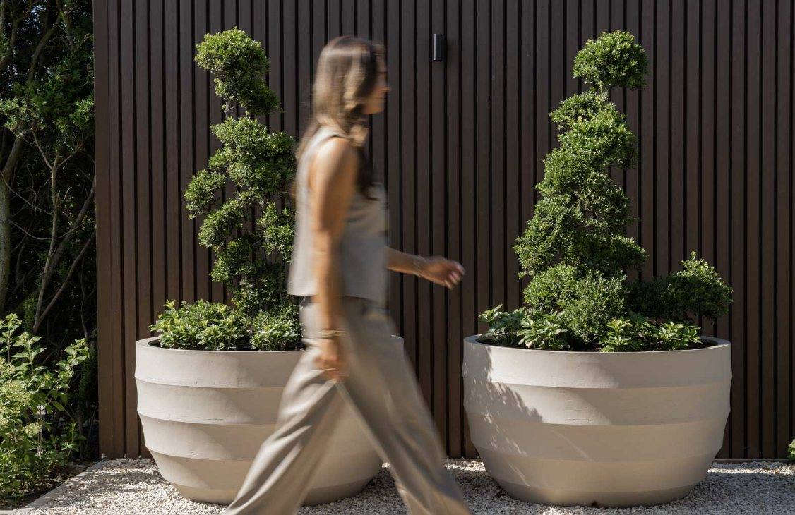 Oblikovani buxus (topiary) u velikim ukrasnim teglama — Le Papillon