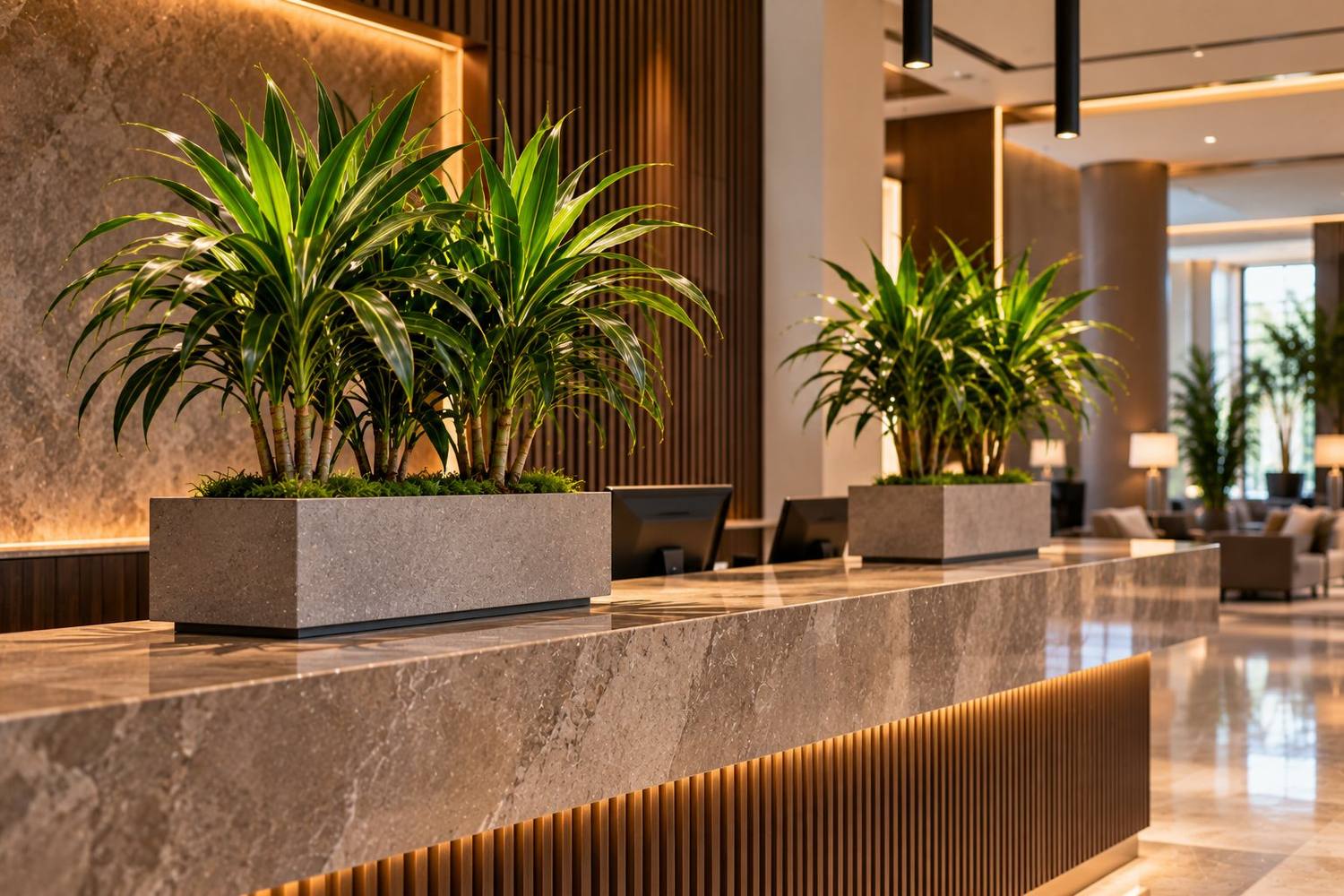 Dracaena u ukrasnoj tegli — Le Papillon